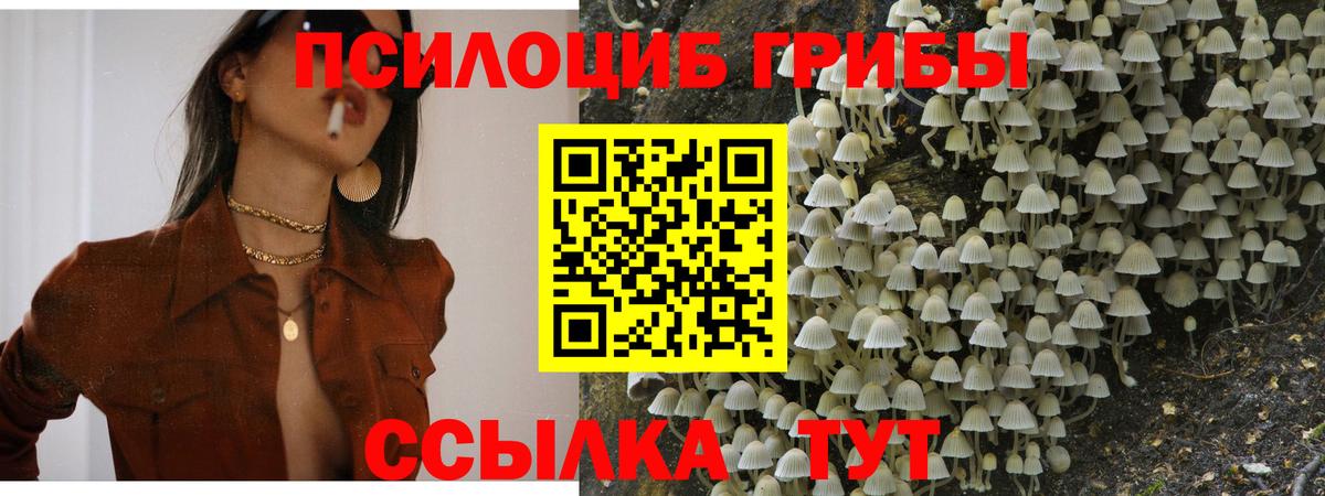 Галлюциногенные грибы Psilocybe  цена   Улан-Удэ  Галлюциногенные грибы GOLDEN TEACHER  Вход с VPN 